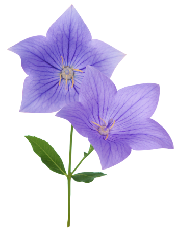 Platycodon grandiflorus