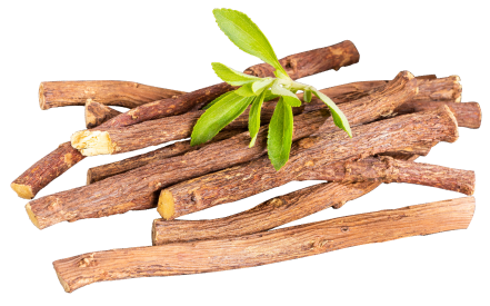 Glycyrrhiza uralensis