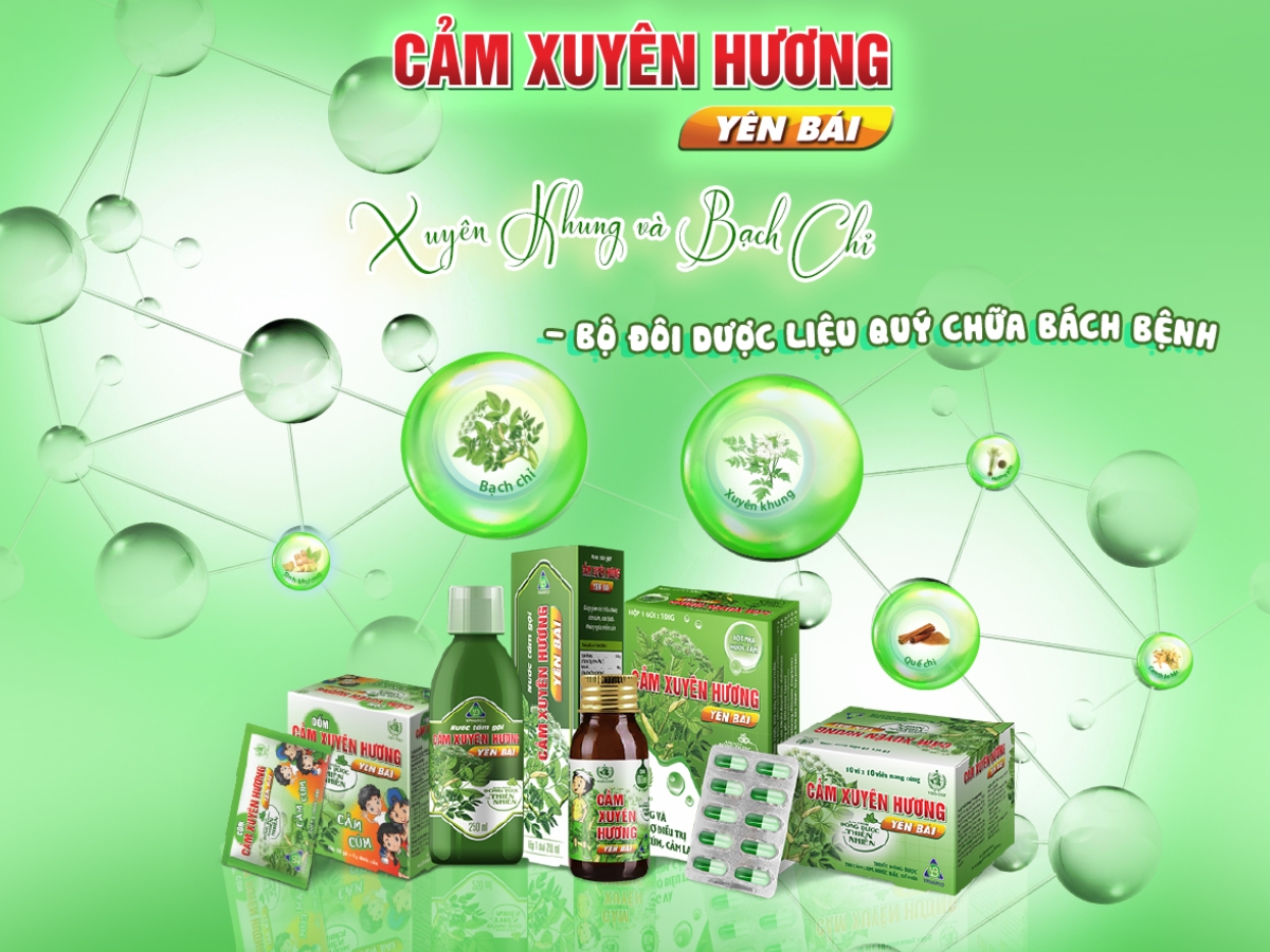 Ligusticum striatum and  Angelica dahurica: A duo of precious medicinal herbs for panacea